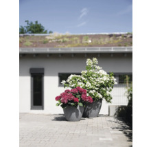 Deux pots de fleurs gris avec des hortensias rouges et blancs sur une terrasse.