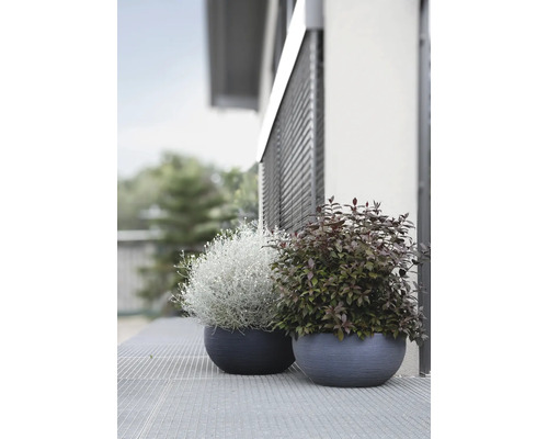 Deux plantes dans des pots à l''extérieur.