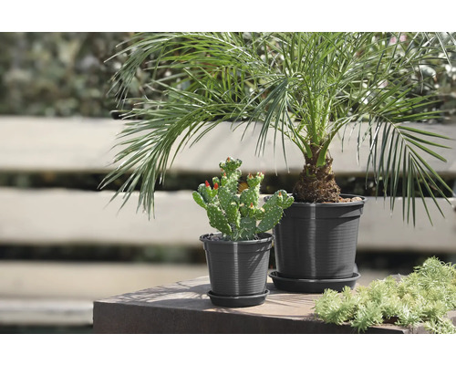 Deux plantes en pot, un palmier dattier et un cactus avec des fleurs rouges.