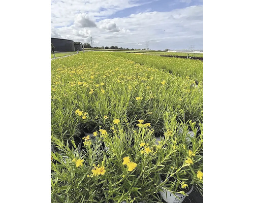 Champ de plantes de millepertuis à fleurs jaunes.