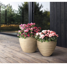 Deux pots de fleurs avec des azalées sur une terrasse