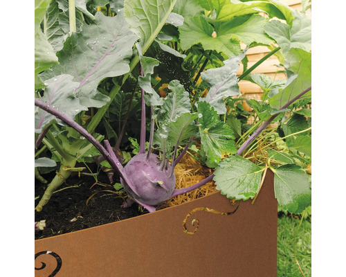 Gros plan sur des choux-raves violets et des fraises dans une jardinière.
