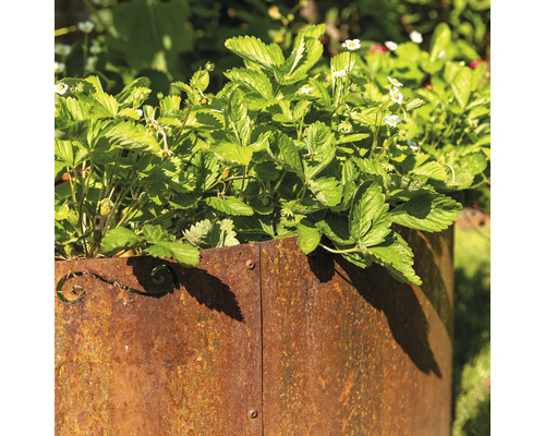 Fraises dans un potager surélevé en métal