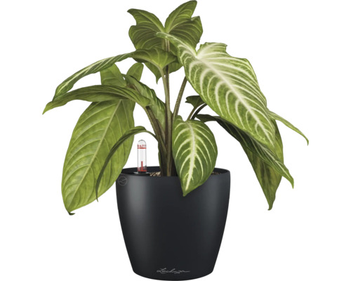 Plante d''intérieur à feuilles en flèche dans un pot noir avec indicateur de niveau d''eau
