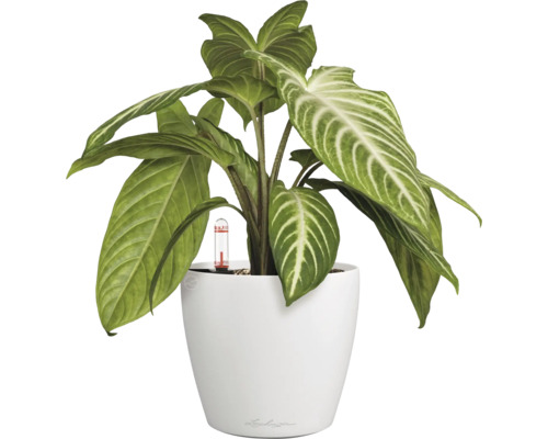 Zimmerpflanze in weissem Topf mit Bewässerungsanzeige