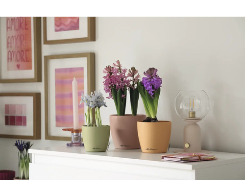 Dekorative Szene mit Topfpflanzen, Lampe und Bildern auf einer Kommode