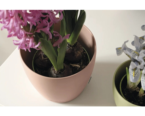 Hyazinthe in einem Lechuza Blumentopf