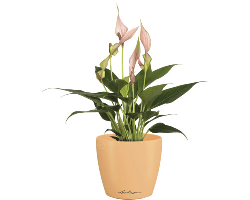 Einblatt Pflanze im Topf