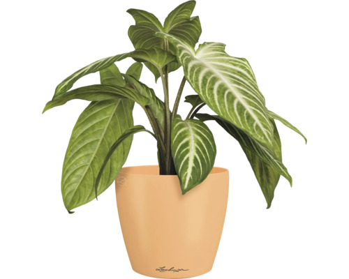 Pfeilblatt im Blumentopf