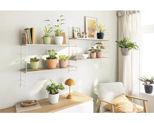 Pièce lumineuse avec des étagères supportant des plantes en pot et un fauteuil