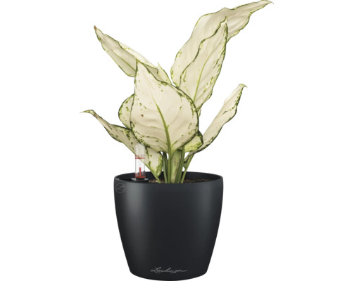 Dieffenbachia, plante d''intérieur dans un pot de fleurs noir avec indicateur de niveau d''eau