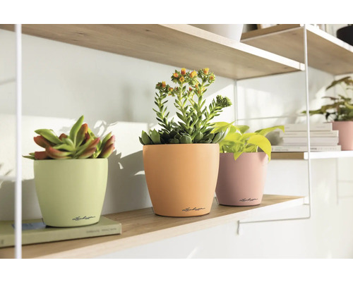 Dekorative Blumentöpfe mit Sukkulenten auf einem Regal.