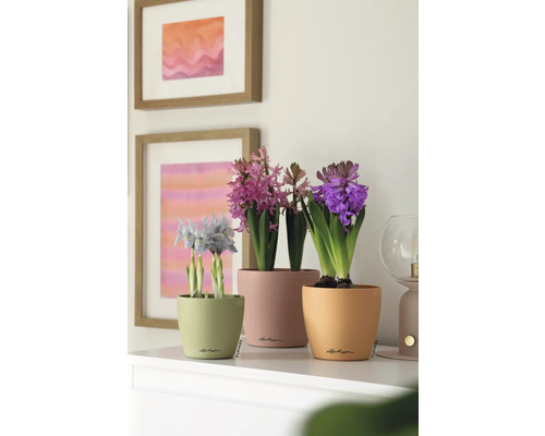 Szene mit Hyazinthen und Zwergschwertlilien in Töpfen