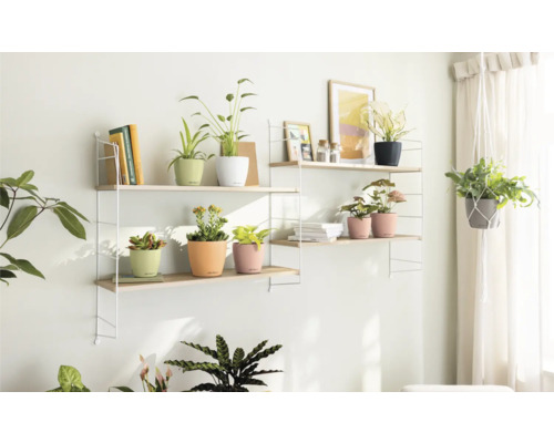 Zwei Regale mit verschiedenen Zimmerpflanzen in Töpfen und einem hängenden Topf in einem hellen Raum.