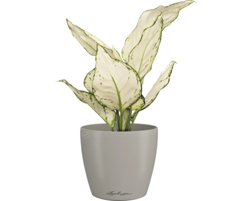 Dieffenbachie in einem Lechuza Blumentopf