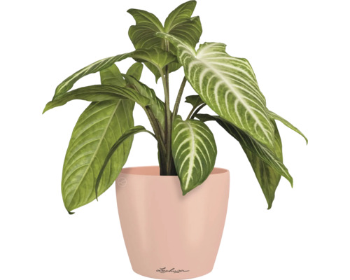 Zimmerpflanze in einem Blumentopf