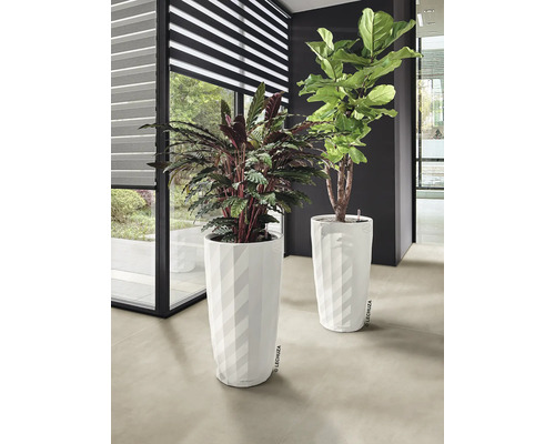 Deux plantes d''intérieur dans des pots blancs à l''intérieur