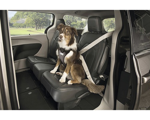 Chien avec harnais pour chien et ceinture de sécurité dans le véhicule