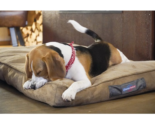 Beagle se repose sur un lit pour chien marron