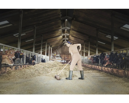 Une femme nettoie une étable avec une pelle, tandis que des vaches regardent depuis leurs étables.