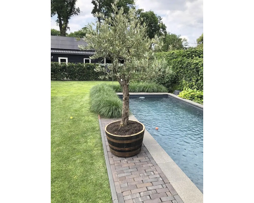 Olivenbaum in einem Holzfass am Pool im Garten.