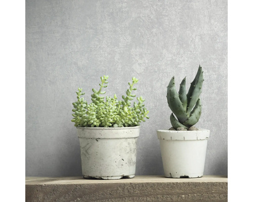 Deux plantes succulentes en pot sur une étagère en bois.