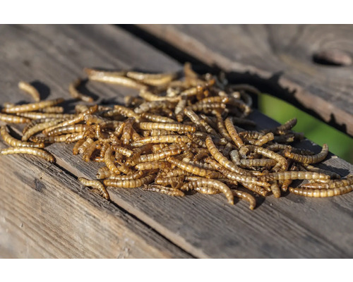 Vers de farine sur une table en bois