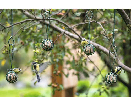 Meisenknödelhalter mit Vögeln im Garten