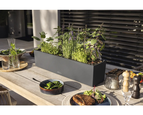Table à manger avec des herbes aromatiques dans une jardinière et des aliments