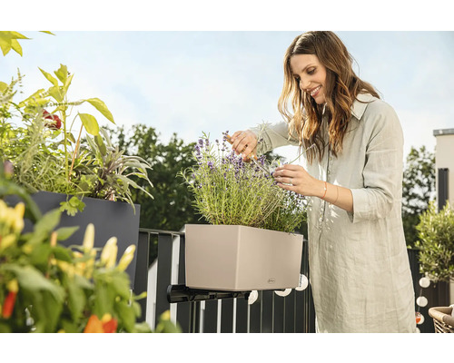 Frau schneidet Lavendel in einem Balkonkasten mit Halterung