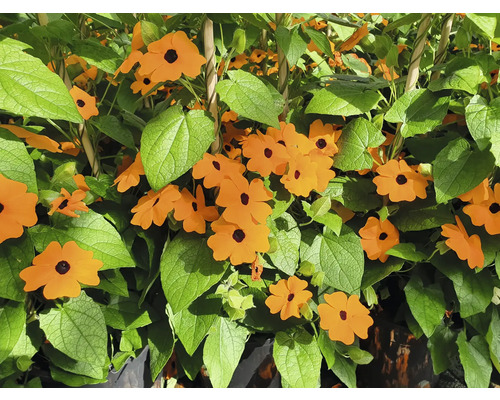 Suzanne aux yeux noirs avec fleurs orange et feuilles vertes