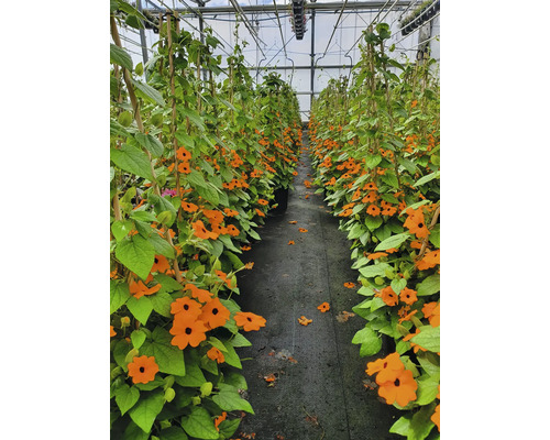 Serre avec des Suzanne aux yeux noirs en fleurs grimpant sur des tuteurs en bambou.