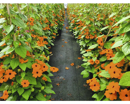 Rangée de Suzanne aux yeux noirs en pot