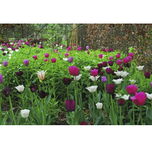 Parterre de tulipes dans le jardin avec différentes couleurs et tailles