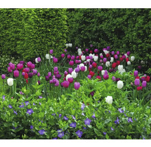 Parterre de fleurs avec tulipes et pervenches
