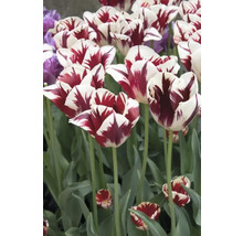 Gros plan de tulipes à rayures rouges dans le jardin.