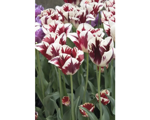 Gros plan de tulipes à rayures rouges dans le jardin.