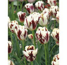 Gros plan sur des tulipes blanches et rouges dans le jardin.