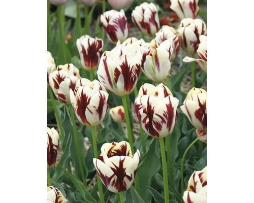 Gros plan sur des tulipes blanches et rouges dans le jardin.