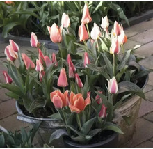 Tulipes en pots