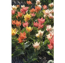 Champ de tulipes multicolores en jaune, orange, blanc et rose.