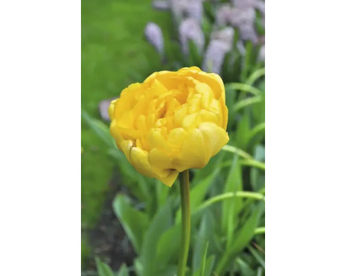 Tulipe jaune dans le jardin