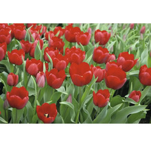 Gros plan de tulipes rouges avec des feuilles vertes