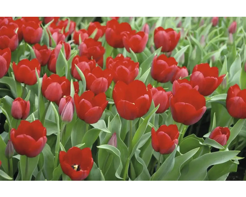Nahaufnahme von roten Tulpen mit grünen Blättern
