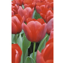 Champ de fleurs de tulipes rouges