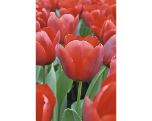 Feld mit roten Tulpenblüten