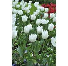 Champ de tulipes blanches et rouges