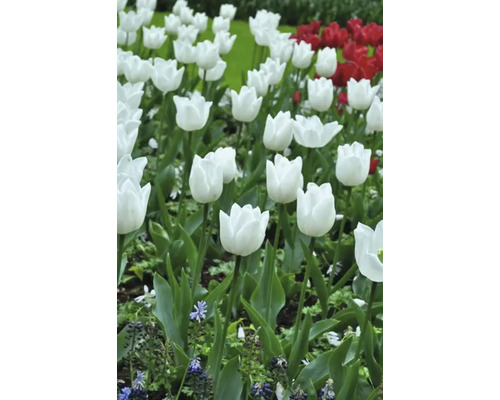 Champ de tulipes blanches et rouges