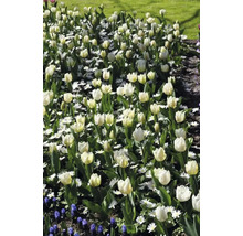 Massif de tulipes blanches et de marguerites