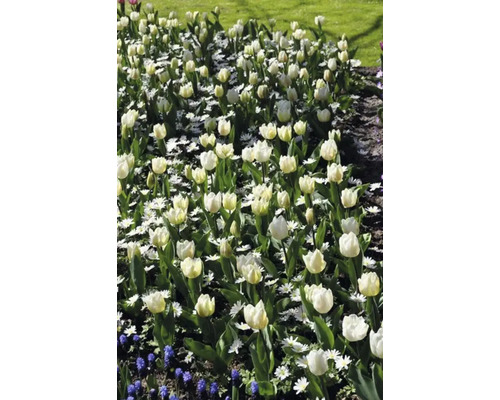 Massif de tulipes blanches et de marguerites